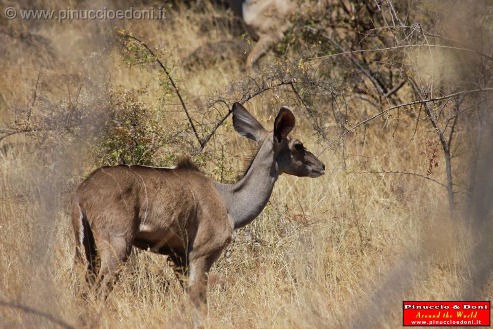 Ethiopia - Netch Sar Park - 95 - Mountain Nyala femmina.jpg